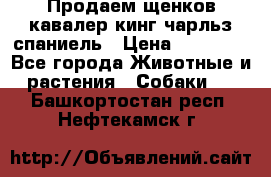 Продаем щенков кавалер кинг чарльз спаниель › Цена ­ 60 000 - Все города Животные и растения » Собаки   . Башкортостан респ.,Нефтекамск г.